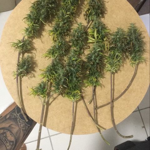 Prensado growlog timeline photo