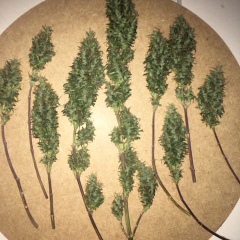 Prensado growlog timeline photo