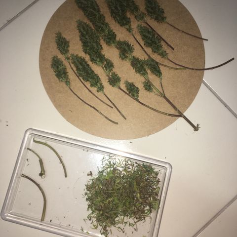 Prensado growlog timeline photo