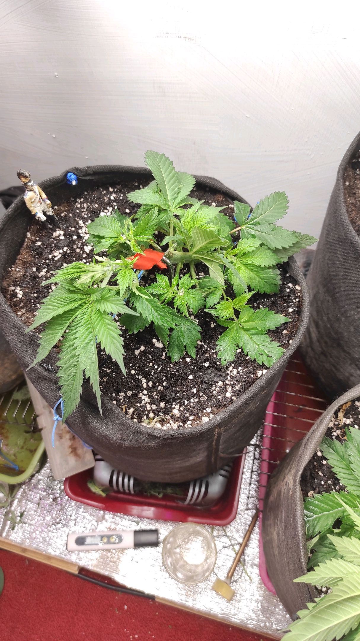 Bruce Banner growlog header