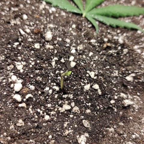 Горила авто  growlog timeline photo