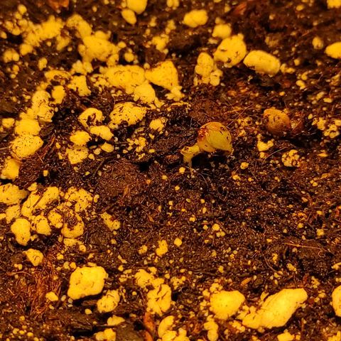 Горила авто  growlog timeline photo