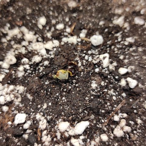 Горила авто  growlog timeline photo