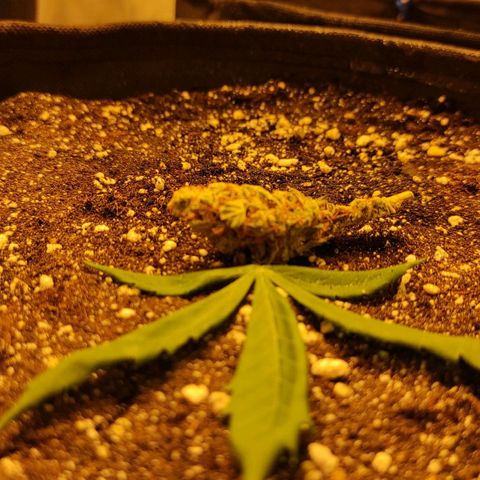 Горила авто  growlog timeline photo