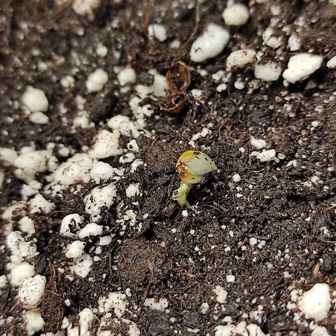 Горила авто  growlog timeline photo