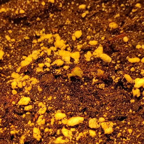Горила авто  growlog timeline photo