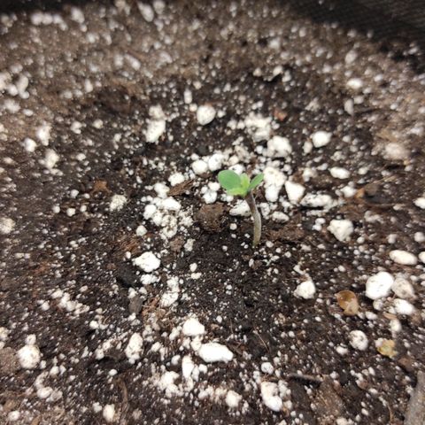 Горила авто  growlog timeline photo