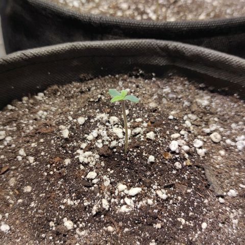 Горила авто  growlog timeline photo