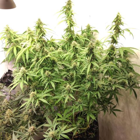 Горила авто  growlog timeline photo