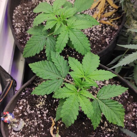 Горила авто  growlog timeline photo