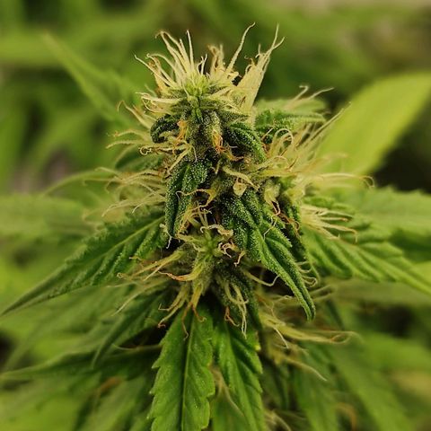 Горила авто  growlog timeline photo