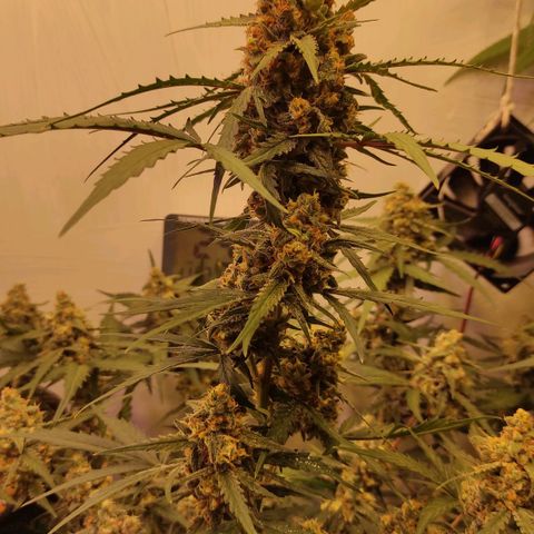 Горила авто  growlog timeline photo