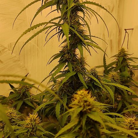 Горила авто  growlog timeline photo