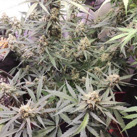 Горила авто  growlog timeline photo