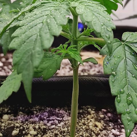 Горила авто  growlog timeline photo