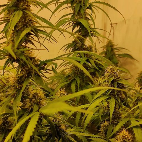 Горила авто  growlog timeline photo