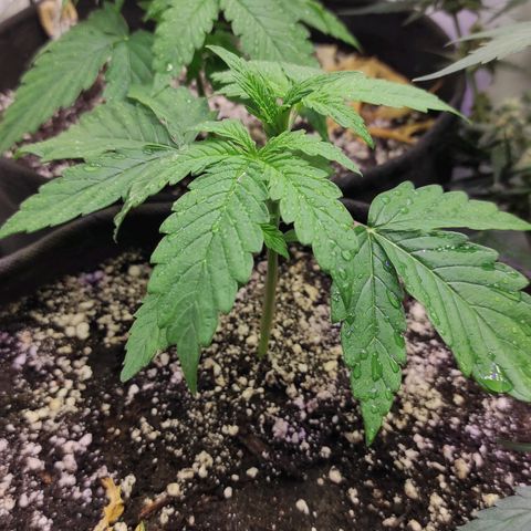Горила авто  growlog timeline photo