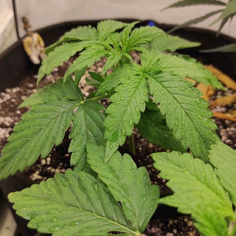 Горила авто  growlog timeline photo