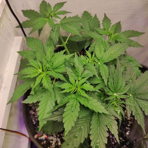 Горила авто  growlog timeline photo