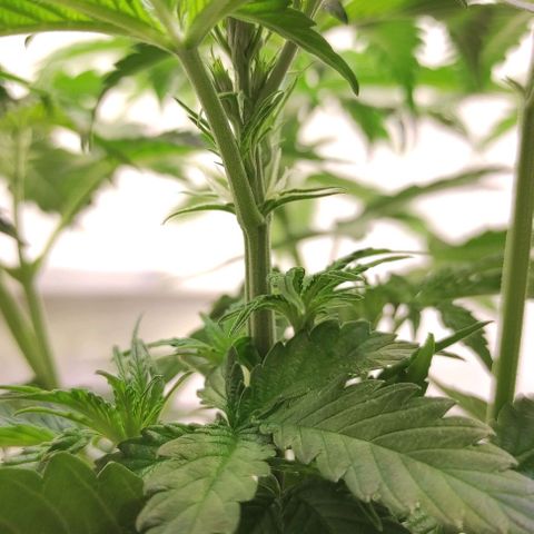 Горила авто  growlog timeline photo