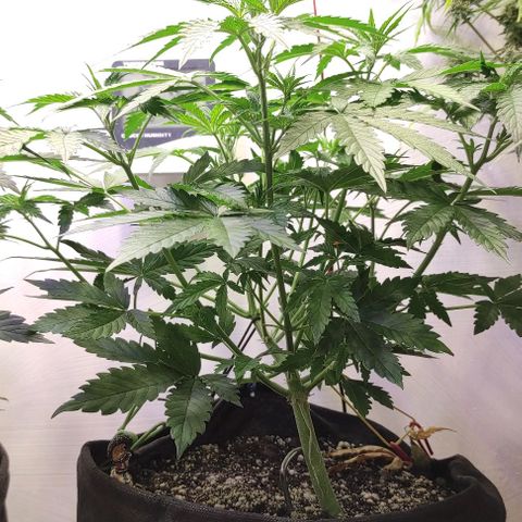 Горила авто  growlog timeline photo