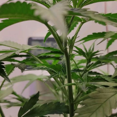 Горила авто  growlog timeline photo