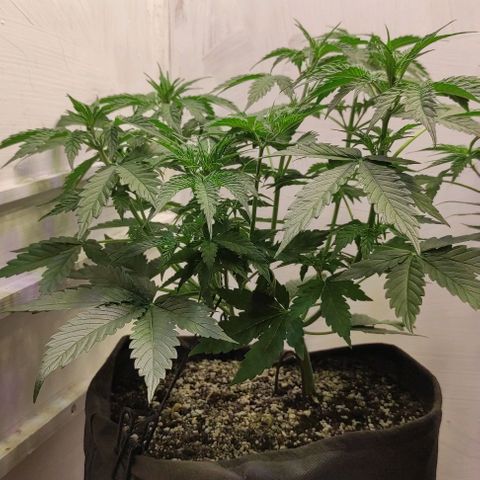 Горила авто  growlog timeline photo