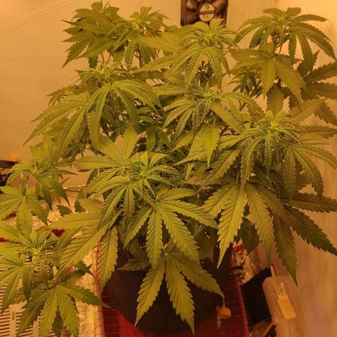 Горила авто  growlog timeline photo