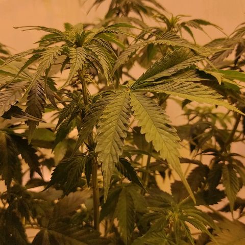 Горила авто  growlog timeline photo