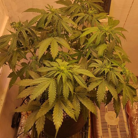 Горила авто  growlog timeline photo