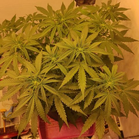Горила авто  growlog timeline photo