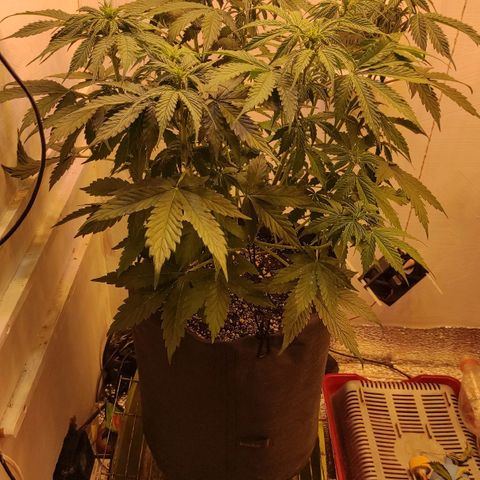 Горила авто  growlog timeline photo