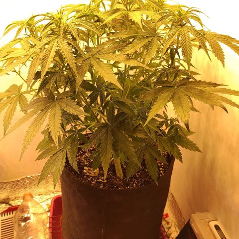 Горила авто  growlog timeline photo