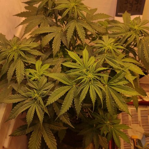 Горила авто  growlog timeline photo