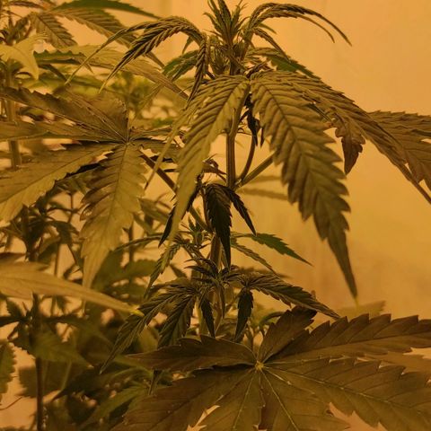 Горила авто  growlog timeline photo
