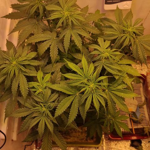 Горила авто  growlog timeline photo