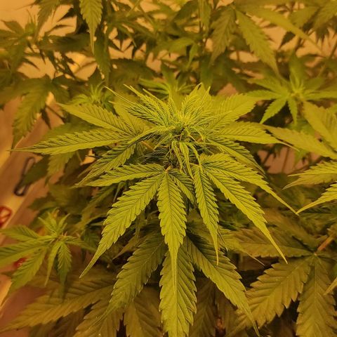 Горила авто  growlog timeline photo