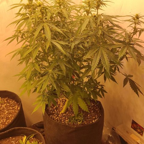 Горила авто  growlog timeline photo