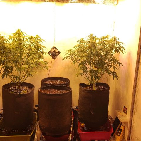 Горила авто  growlog timeline photo