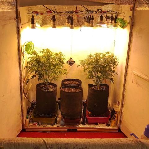 Горила авто  growlog timeline photo