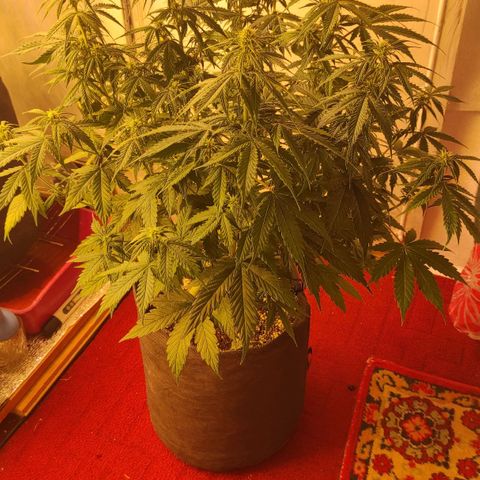 Горила авто  growlog timeline photo