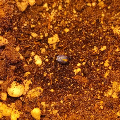Горила авто  growlog timeline photo