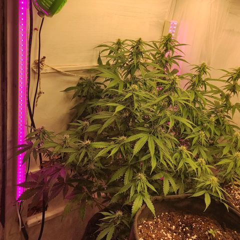 Супер Лемон хайнз  growlog timeline photo