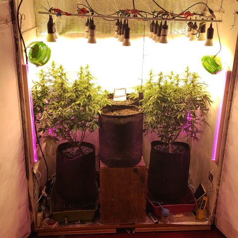 Супер Лемон хайнз  growlog timeline photo