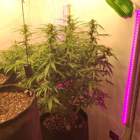 Супер Лемон хайнз  growlog timeline photo