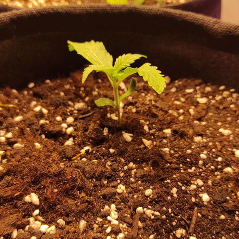 Супер Лемон хайнз  growlog timeline photo