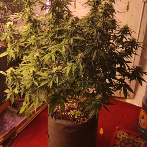 Супер Лемон хайнз  growlog timeline photo