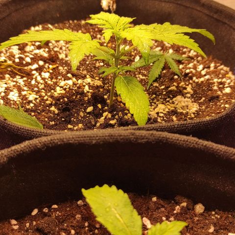 Супер Лемон хайнз  growlog timeline photo