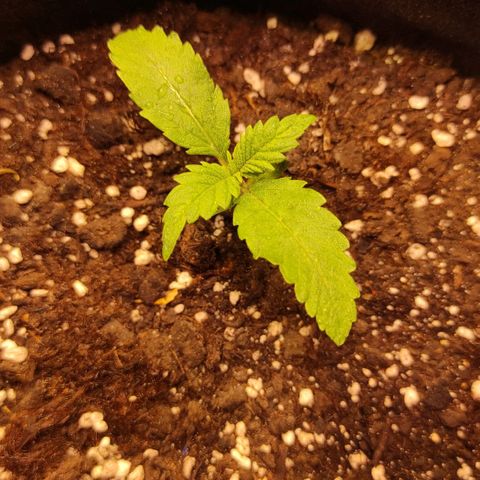 Супер Лемон хайнз  growlog timeline photo