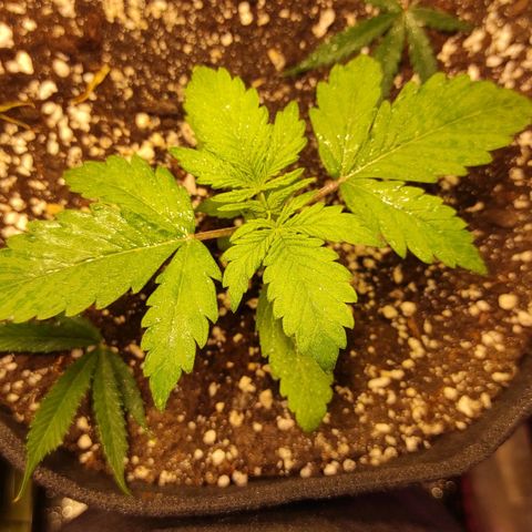 Супер Лемон хайнз  growlog timeline photo